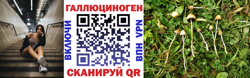 цена   Чернушка  Галлюциногенные грибы Cubensis 